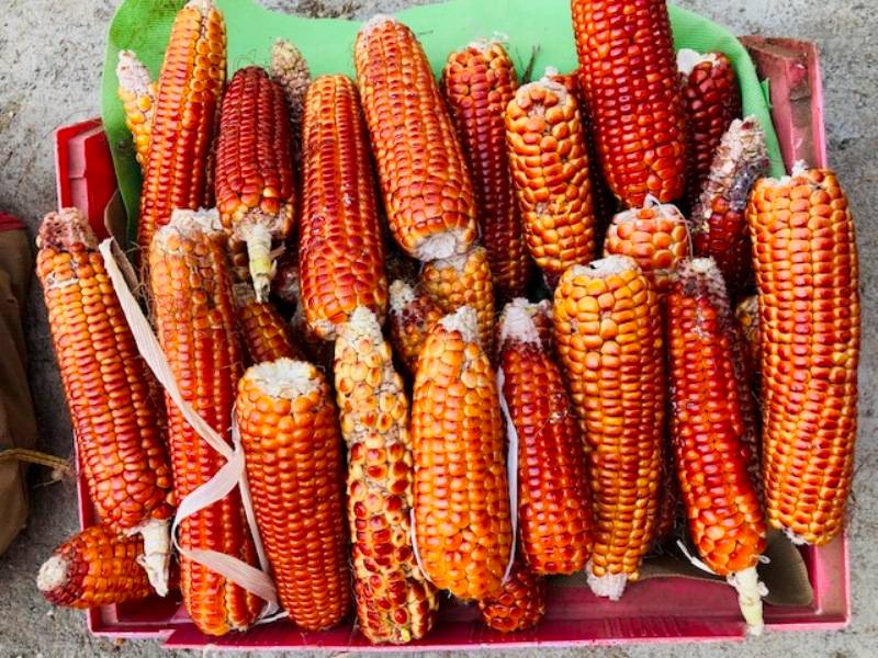 Red Corn