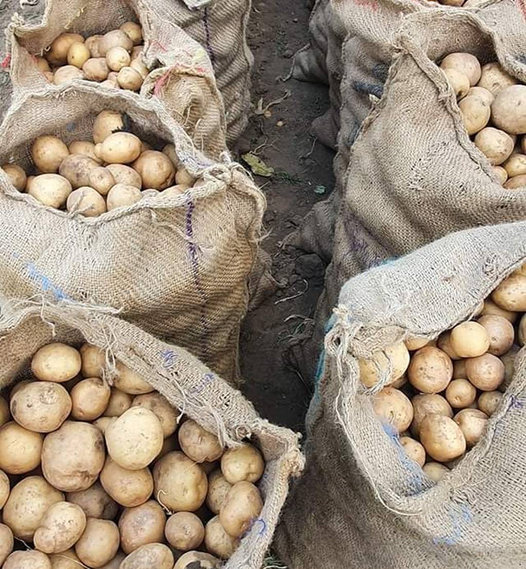 Satva Organic Potatoes Produce