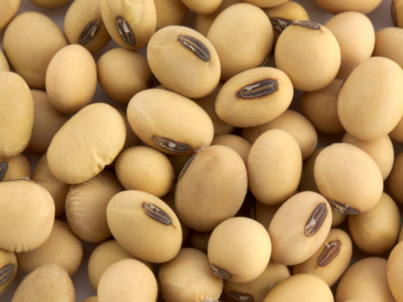 soyabean