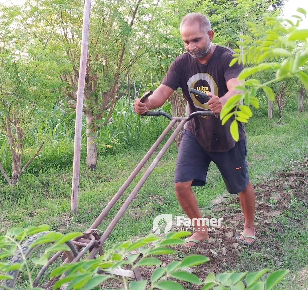 Jitendar Cultivating Moringa Plant