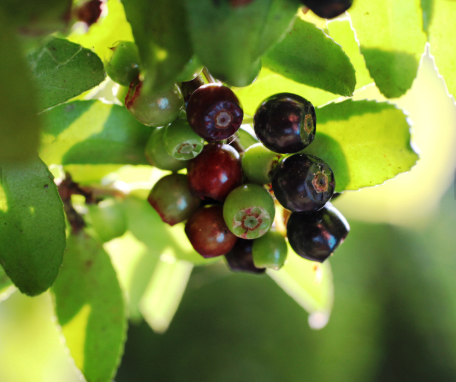 fruits