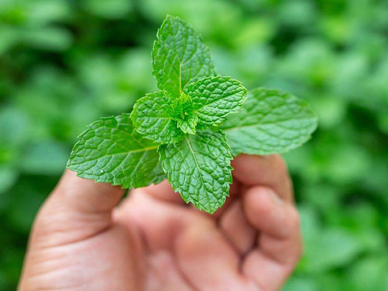 16 Impressive Health Benefits and Uses of Mint leaves and Peppermint Oils  for Hair Skin  Weight  YouTube