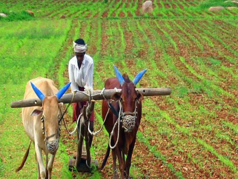 farmer