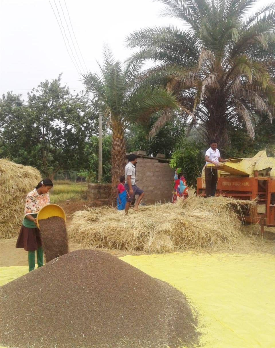 Mosu Ram at his farm harvesting crops