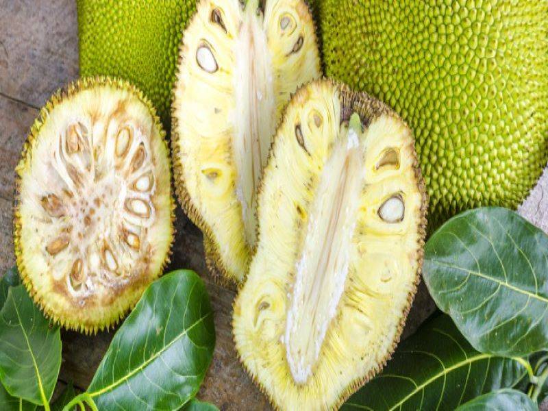 jackfruit