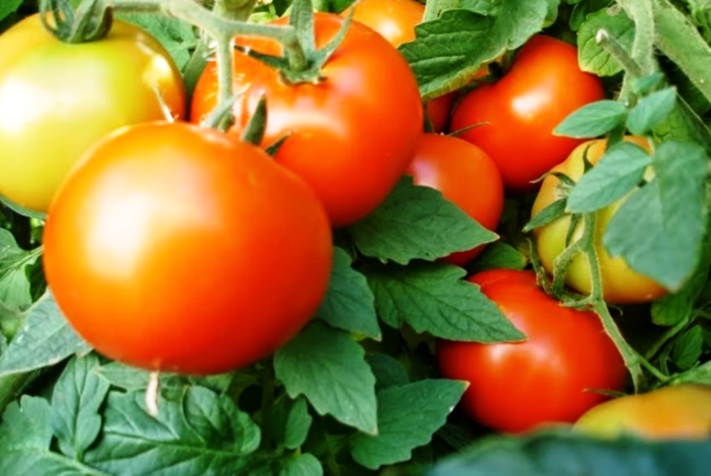 tomato variety