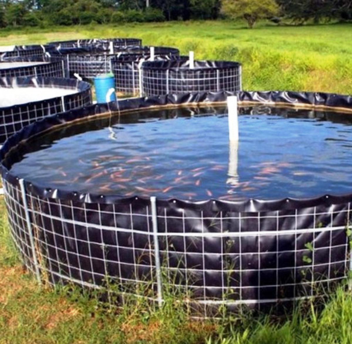 bio-floc fish farming