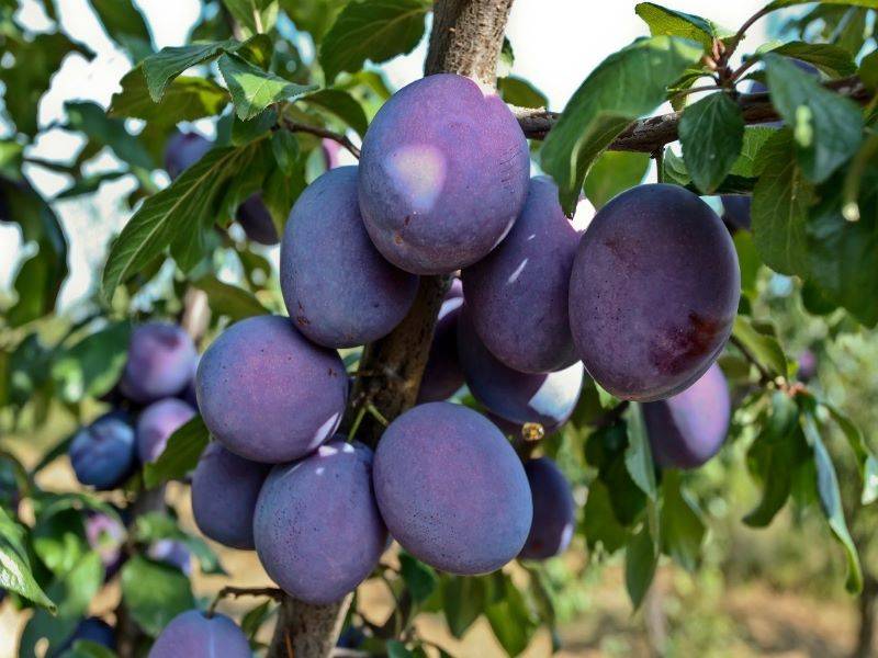 plum cultivation