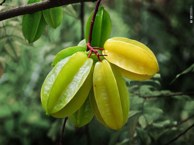 Star fruit