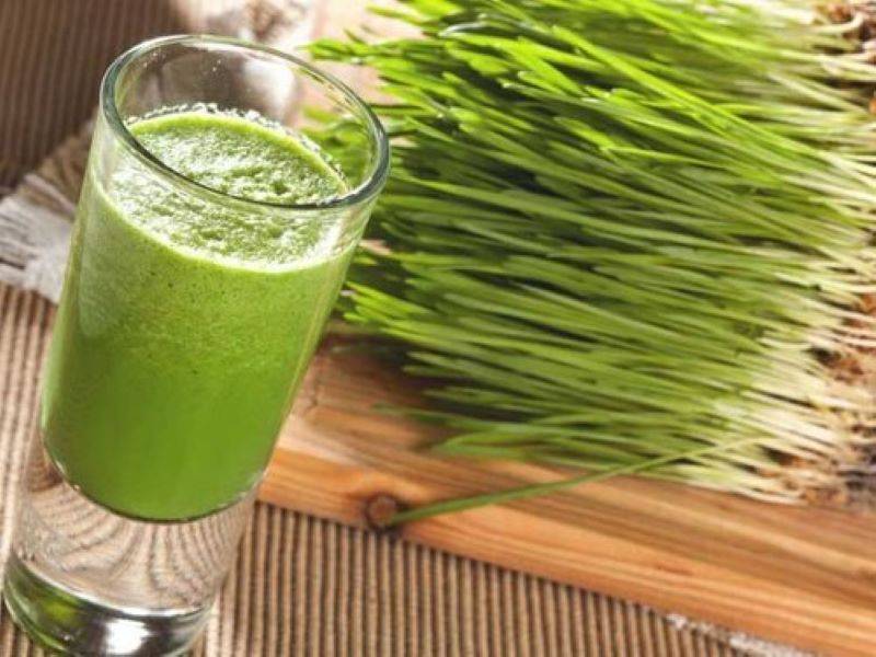 wheatgrass