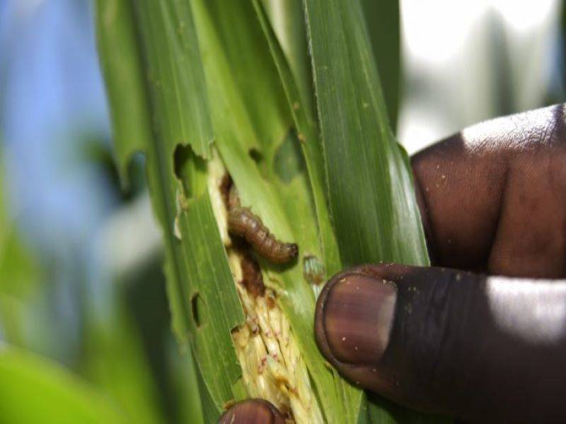 armyworm