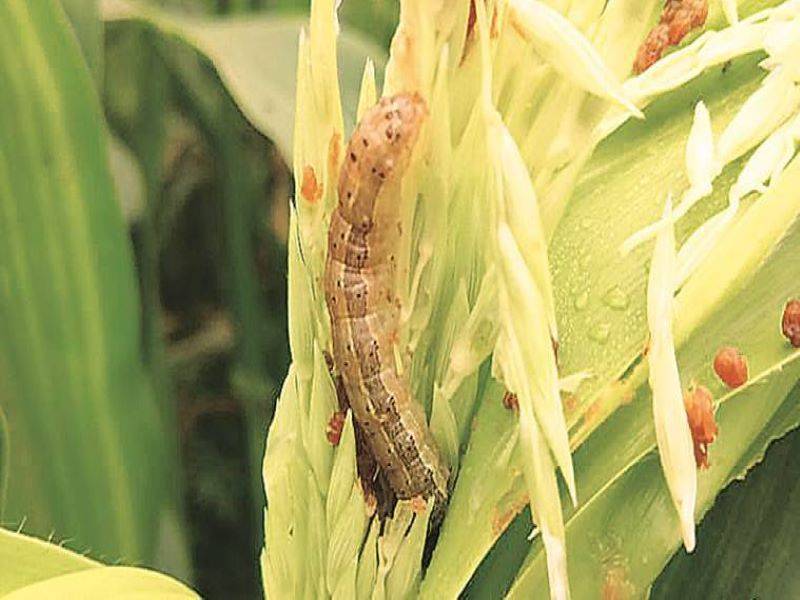 armyworm