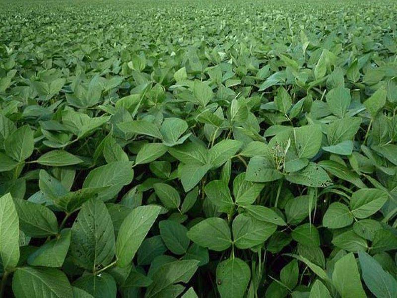 A Complete Guide to Soybean Cultivation and Production