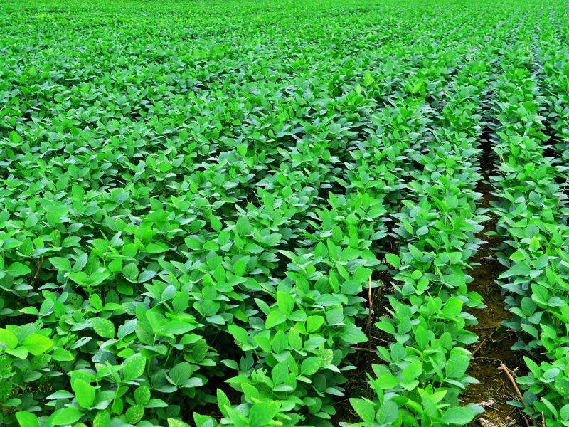 A Complete Guide to Soybean Cultivation and Production