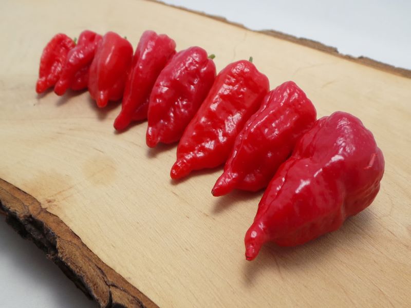 Bhut Jolokia Origin Uses And Commercial Cultivation Of Ghost Chili