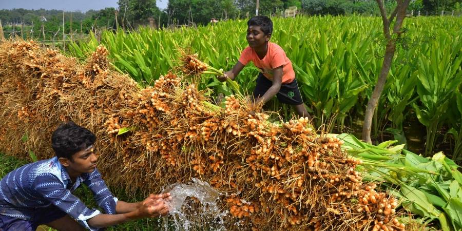 turmeric