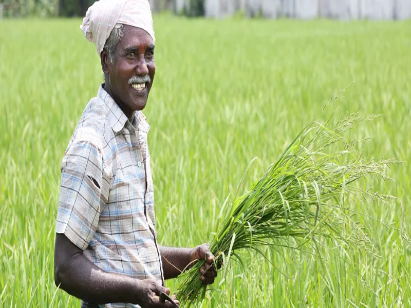 Kharif Crop acreage up further; Oilseed area jumps by 13%, Rice sowing ...