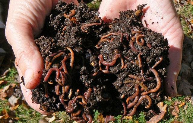 Earthworms Why A Must For Soil Improvement