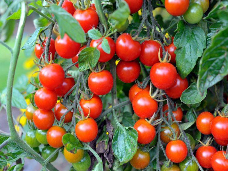 cheery tomato