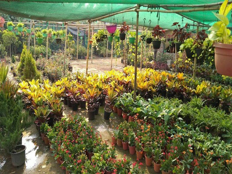 How To Start Your Own Plant Nursery For Profit - How To Start A Plant Business