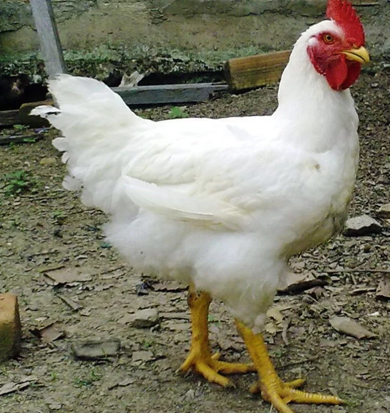 Download Poultry Farming Top Chicken Breeds In India For Egg And Meat