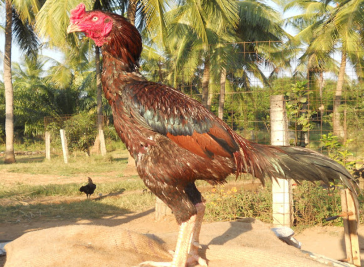 Aseel chicken