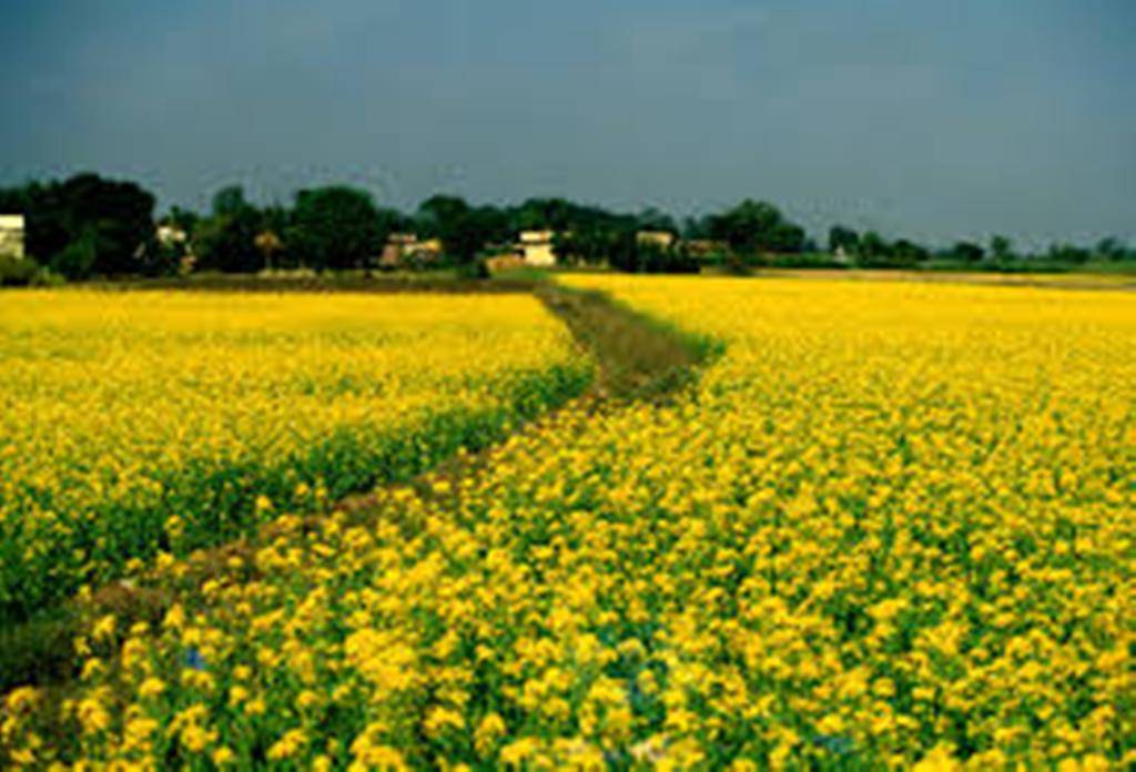 Mustard Cultivation Guide Climate, Land Preparation, Varieties