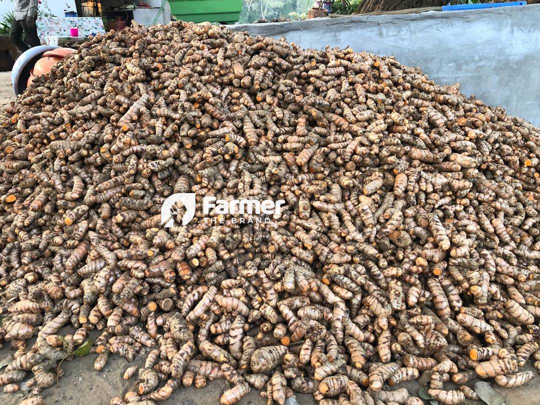 Organic Turmeric Produced at Brindavan Natural Farms, Gujarat