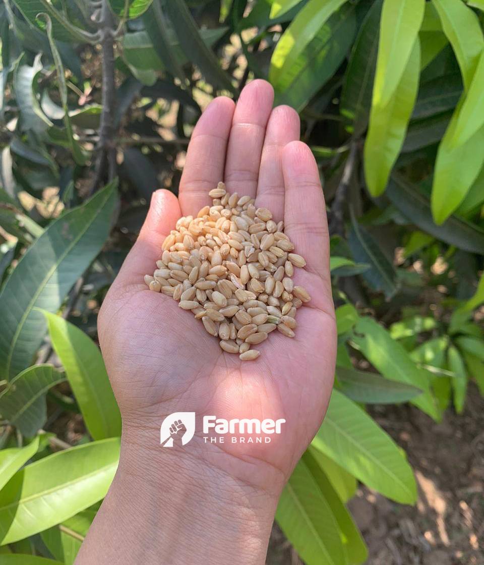 Organic Wheat Produced at Brindavan Natural Farm