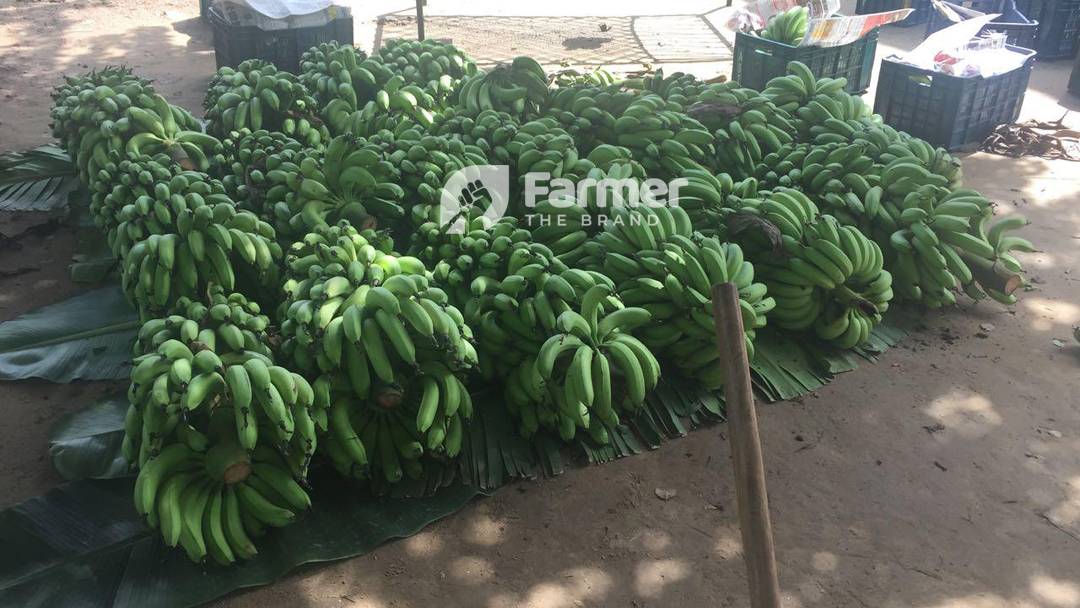 Natural and Organic Banana at Brindavan Natural Farm