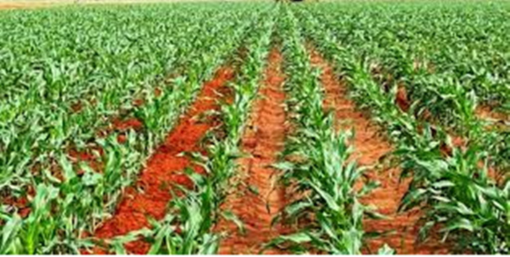 How Is Maize Grown Step By Step