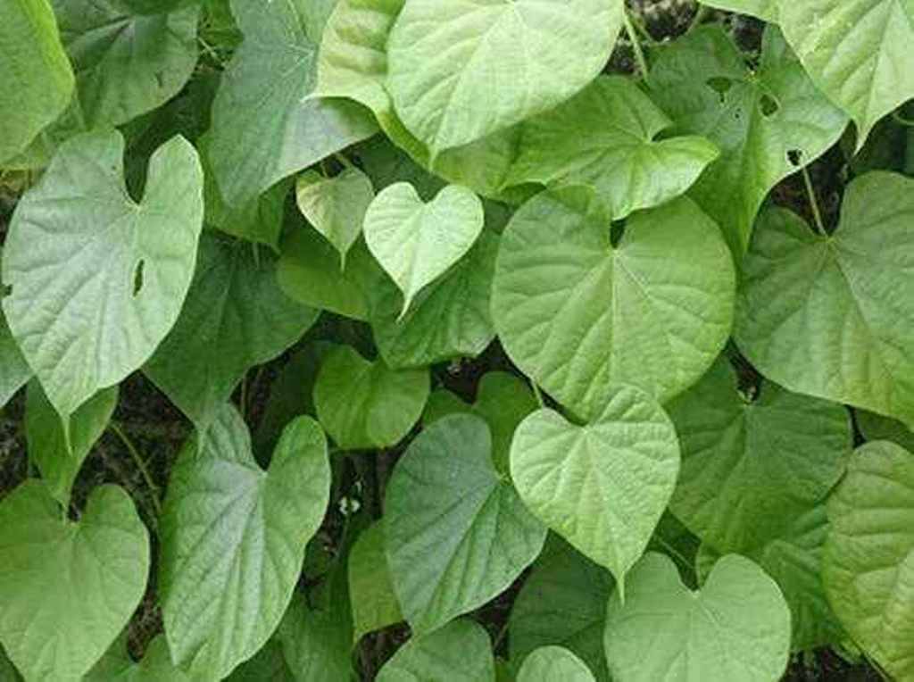 Boost Your Immunity and Fight Corona with this Natural Herb - Giloy