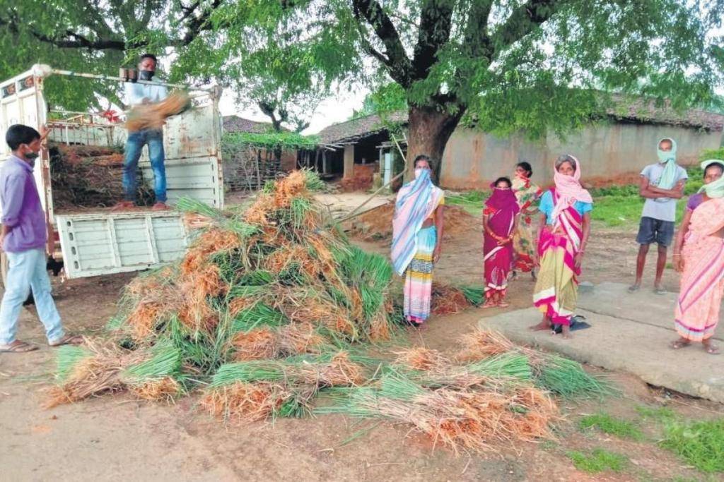 Unloading Lemon Grass