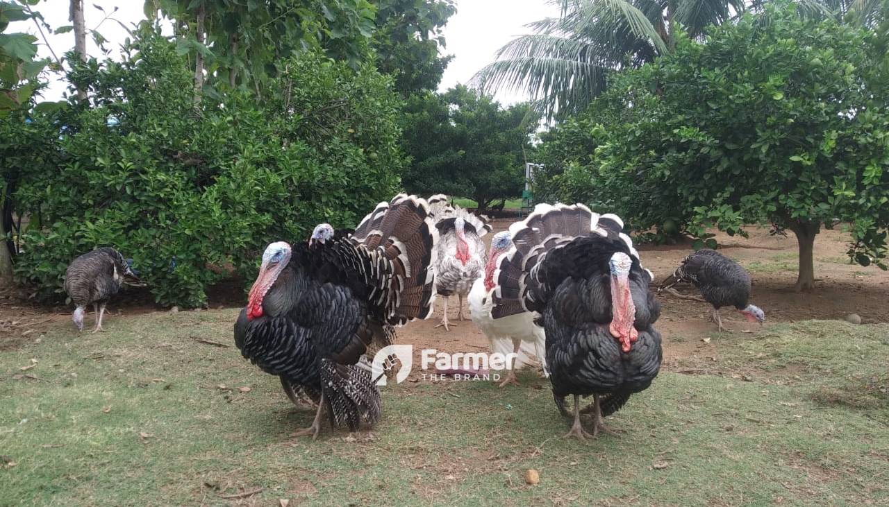 Turkey at Parthasarathy's Farm