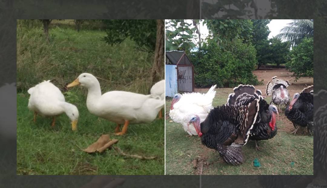 Parthasarathy's Integrated Farm, Duck and Turkey