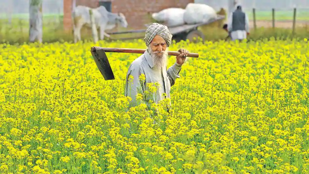 Mustard Planting Season Approaches Let S Know About Its Cultivation And Economics In Detail