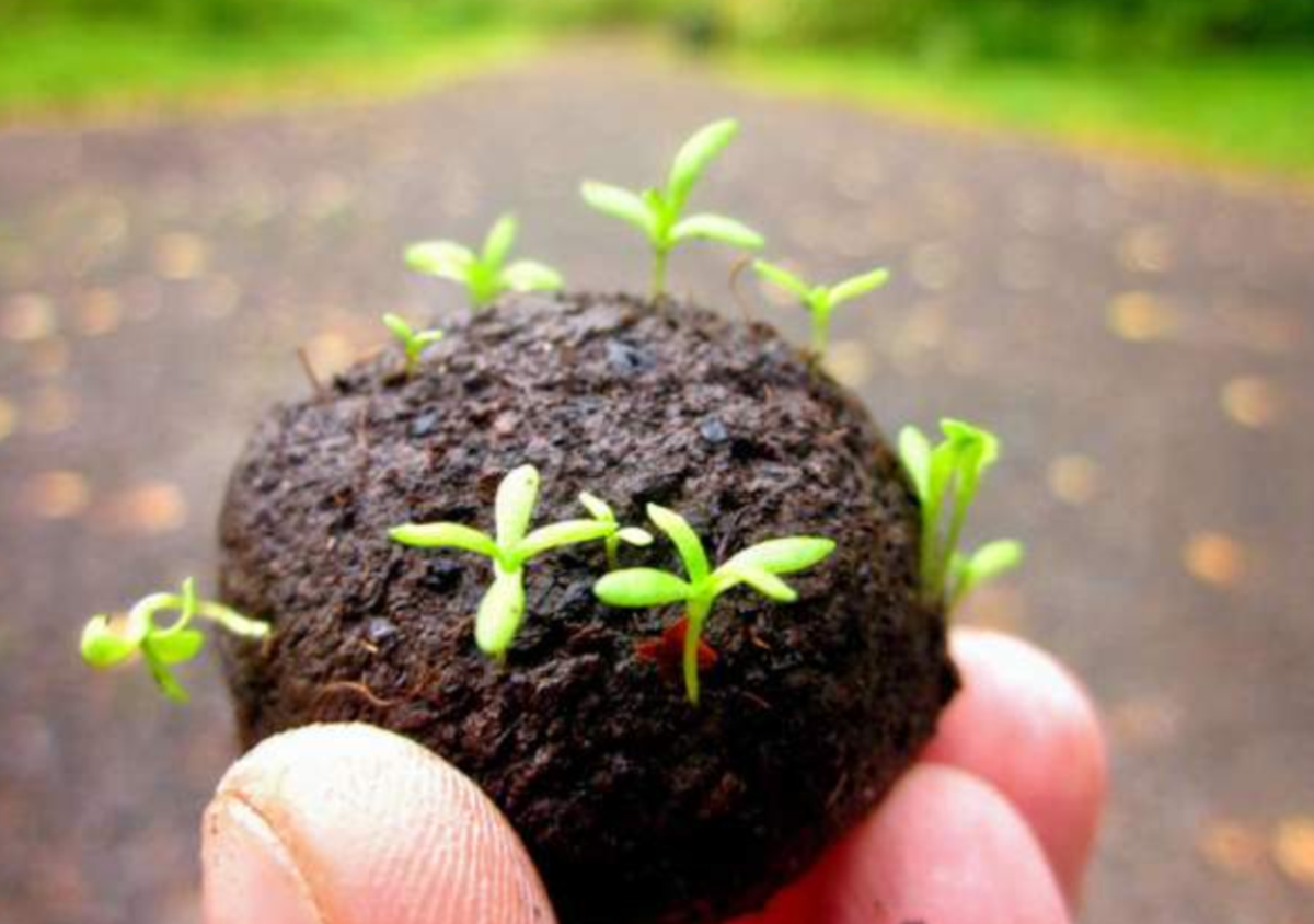 Horticulture Department distributes seed balls to promote chemical free