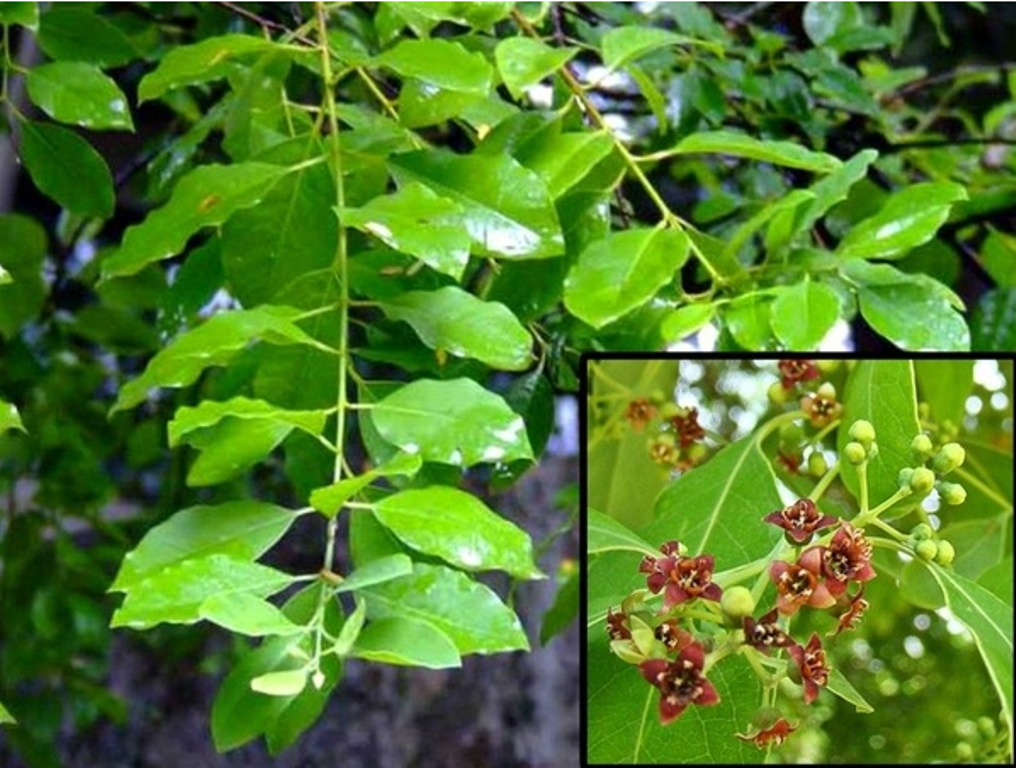 Learn How to Cultivate Sandalwood in just three hours