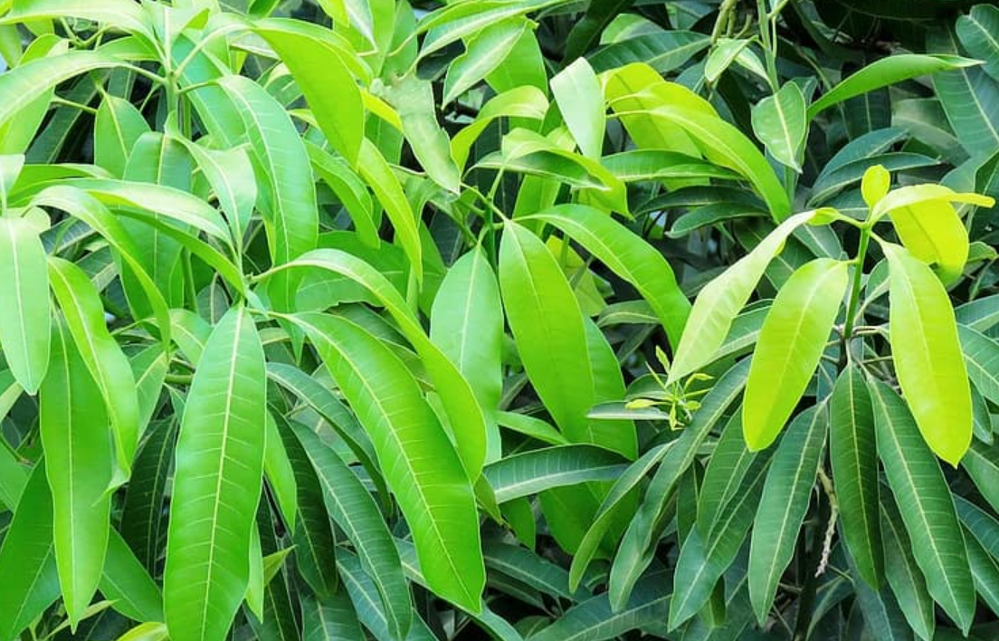 10 Unknown Benefit Of Mango Leaves For Health & Hair
