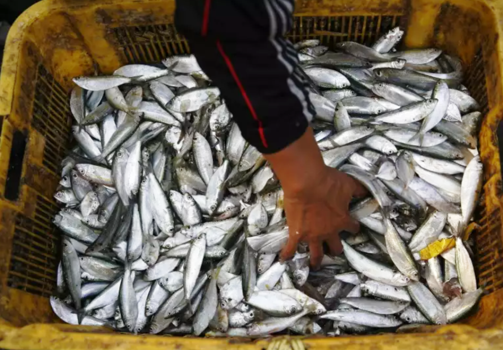 fish exports