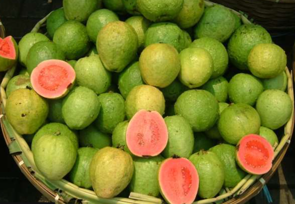 Top 5 and widely used varieties of Guava in India