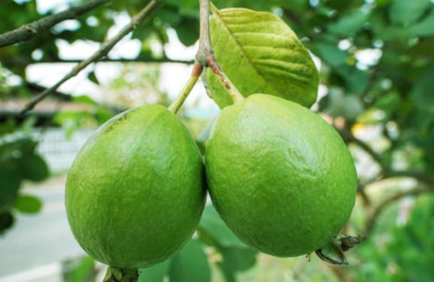 guava frukt