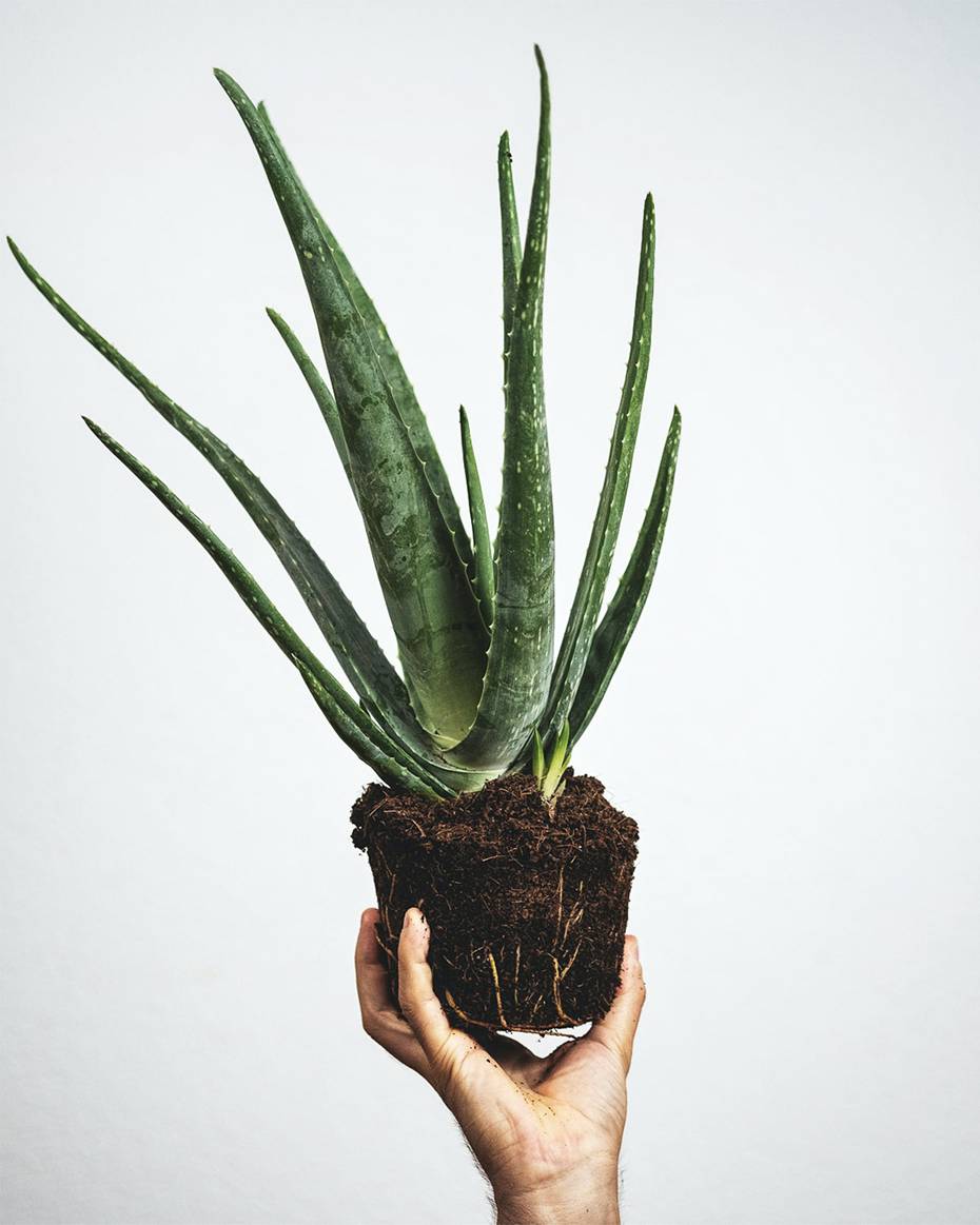 Aloe Vera Cultivation