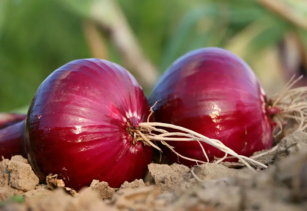 Government Bans Onion Exports with Immediate Effect