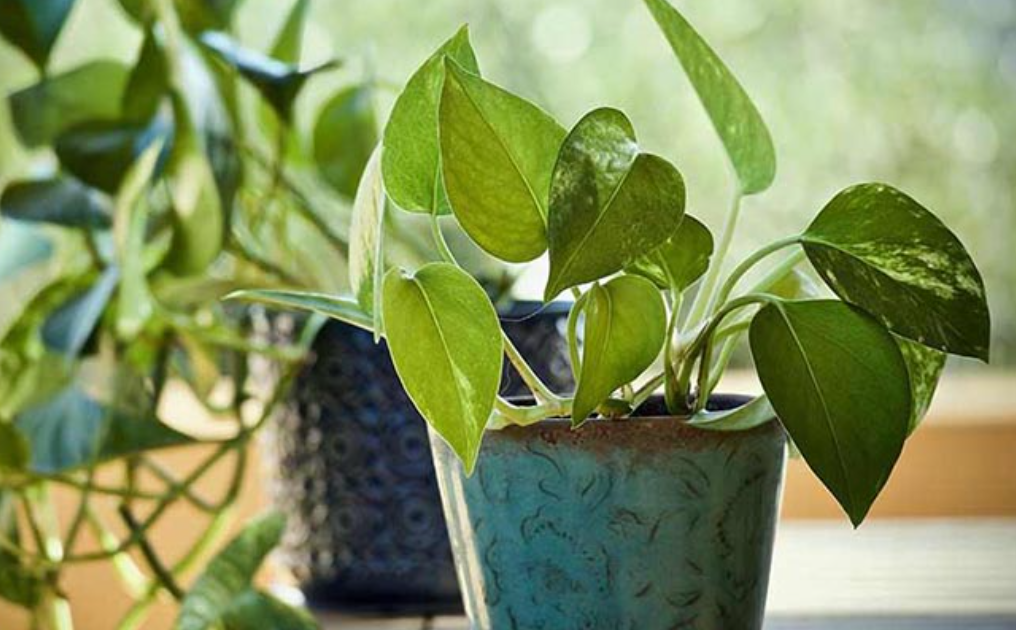 5 House Plants That Attract Positive Energy And Good Fortune