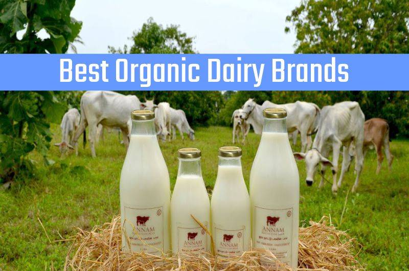 Top 5 Organic Dairy Brands In India