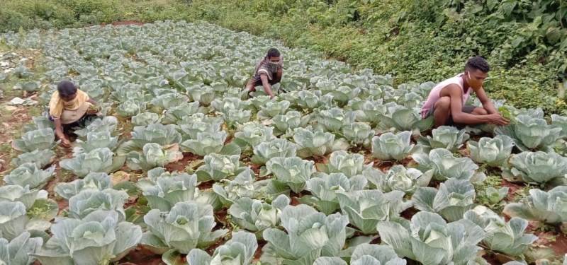 Farmer