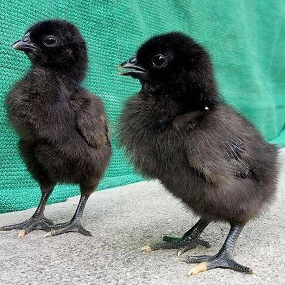 Two Young Kadaknath Chickens