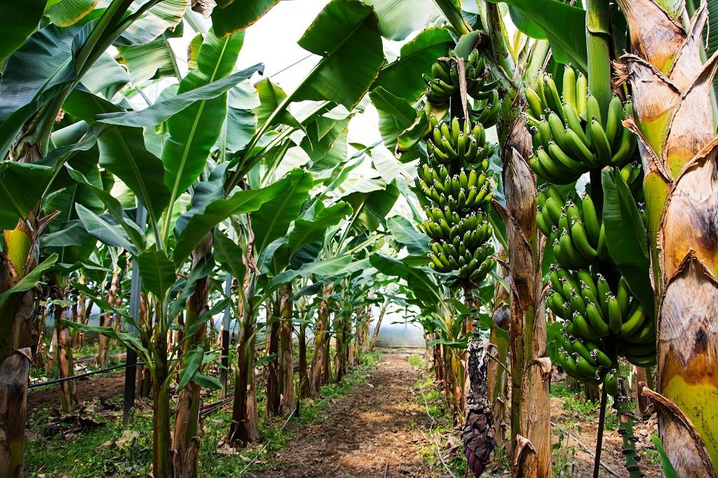 how to get rid of slaters on abyssinian banana tree