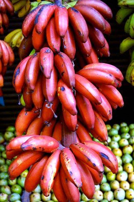 Super Food The Red  Bananas  and their Health Benefits